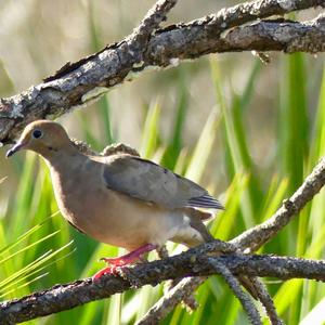 Mourning Dove