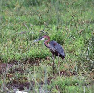 Goliath Heron