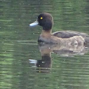 Tufted Duck