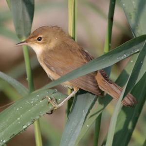 Eurasian Reed-warbler