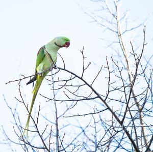 Alexandrine Parakeet