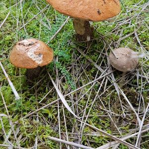 Orange Birch Bolete