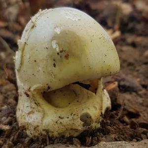 Death Cap