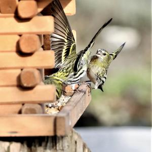 Eurasian Siskin