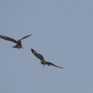 Common Buzzard