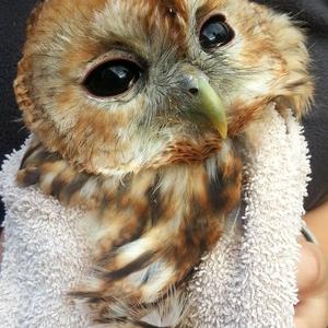 Tawny Owl