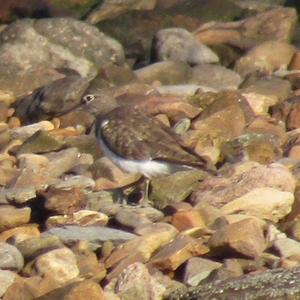 Green Sandpiper