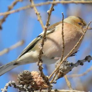 Eurasian Chaffinch