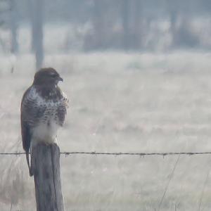 Common Buzzard