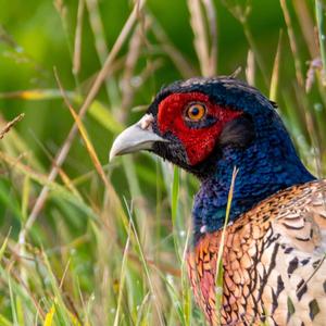 Common Pheasant