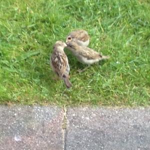 Eurasian Tree Sparrow