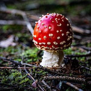 Fly Agaric