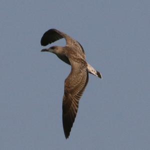 Herring Gull