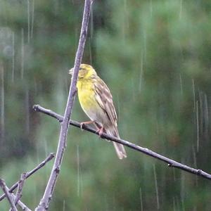 European Serin