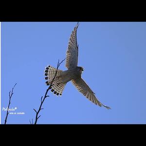 Common Kestrel