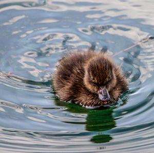 Tufted Duck