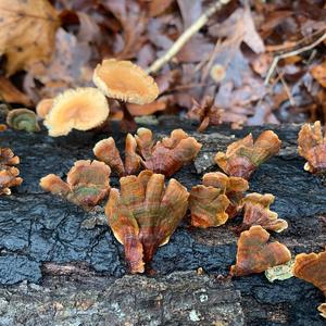 Turkey-tail