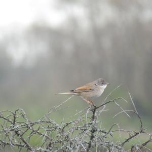 Common Whitethroat