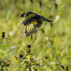 European Goldfinch