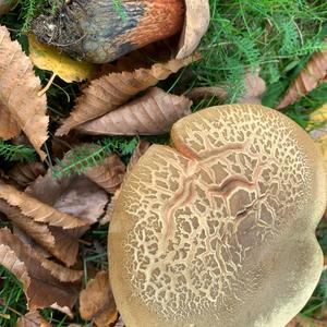 Lurid Bolete