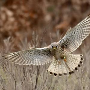 Common Kestrel