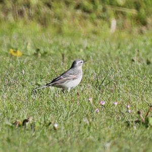 Water Pipit