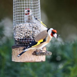 European Goldfinch