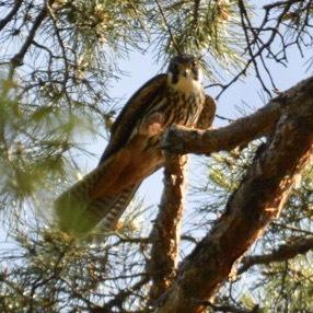 Eurasian Hobby