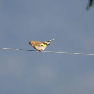 European Goldfinch