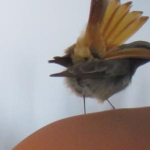 Black Redstart