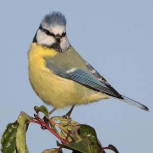 Blue Tit