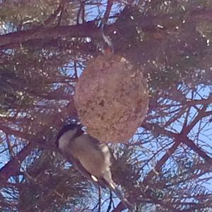 Black-capped Chickadee