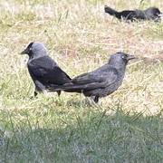 Eurasian Jackdaw