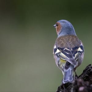 Eurasian Chaffinch