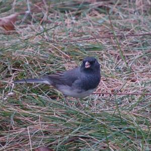 Dark-eyed Junco