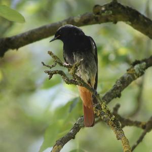 Black Redstart