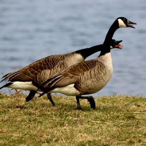 Canada Goose