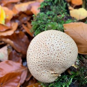 Pigskin Poison Puffball