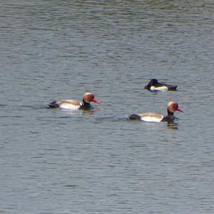 Red-crested Pochard