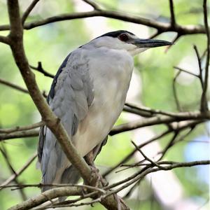 Black-crowned Night-heron