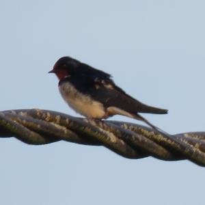 Barn Swallow