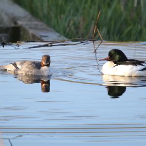 Common Merganser