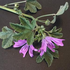 Common Mallow, Cheese Flower