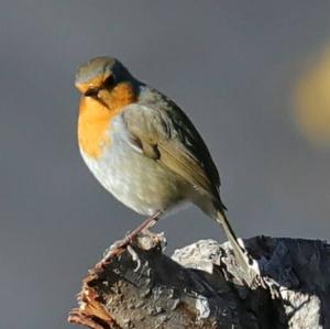 European Robin