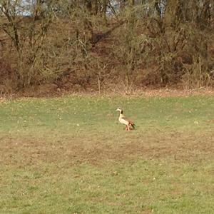 Egyptian Goose