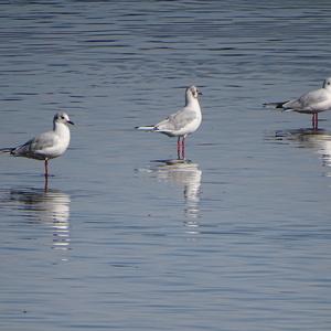 Black-headed Gull