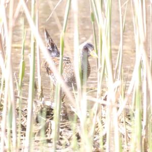 Spotted Crake