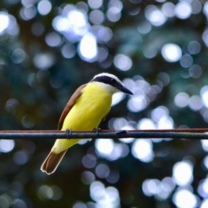 Great Kiskadee