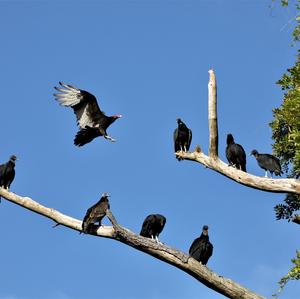 Black Vulture