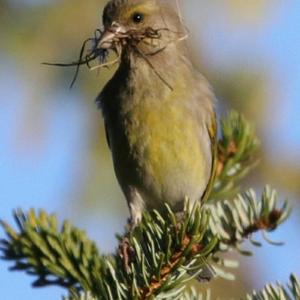 European Greenfinch